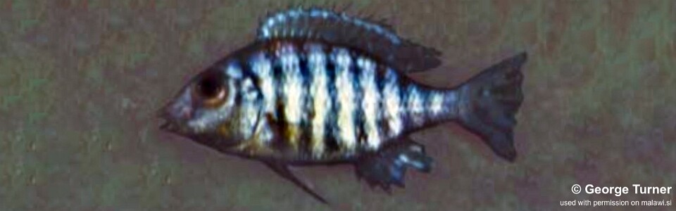 Lethrinops sp. 'deep-water altus' South East Arm