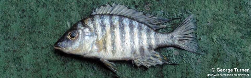 Lethrinops sp. 'matumbae' South East Arm
