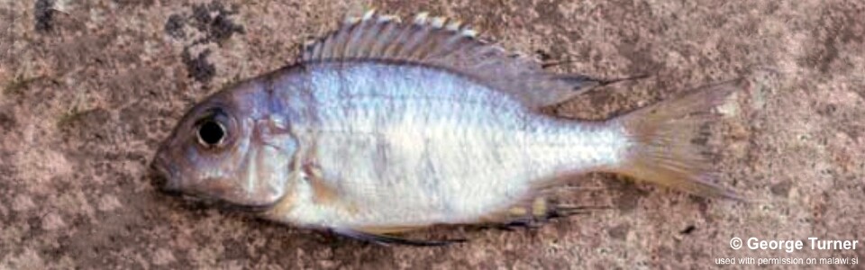 Lethrinops sp. 'yellow tail' South East Arm