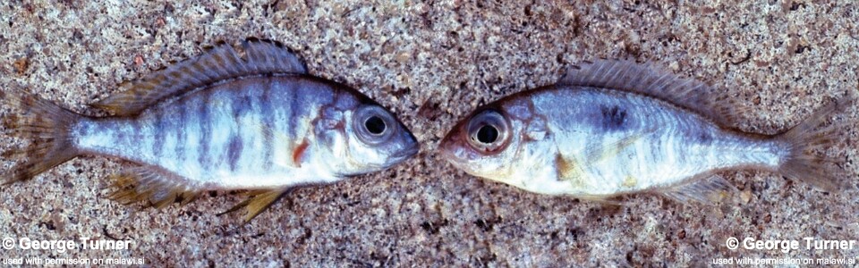 Otopharynx peridodeka 'South East Arm'