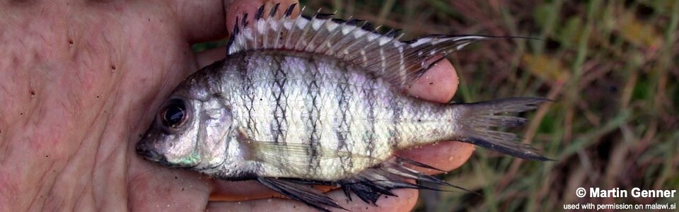 Placidochromis communis 'South East Arm'