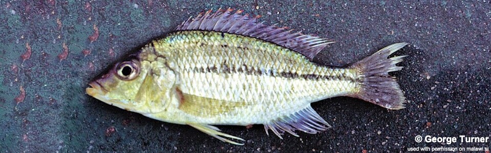 Protomelas kirkii 'South East Arm'