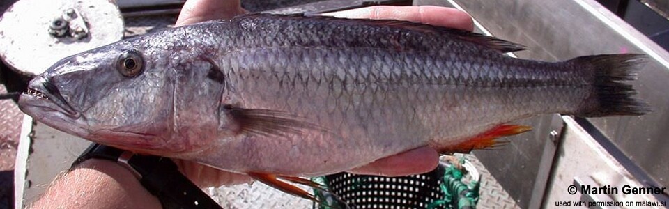 Rhamphochromis lucius 'South East Arm'<br><font color=gray>Rhamphochromis sp. 'stripe' South East Arm</font>