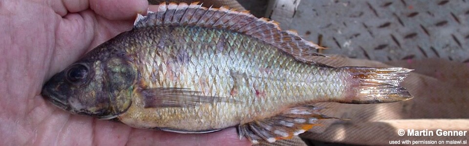 Sciaenochromis sp. 'torpedo head' South East Arm