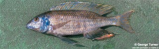Mylochromis ensatus 'South East Arm'.jpg
