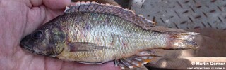 Sciaenochromis sp. 'torpedo head' South East Arm.jpg