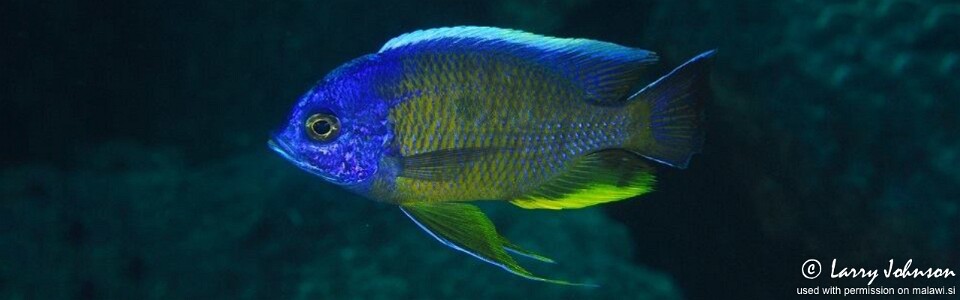 Copadichromis borleyi 'Taiwanee Reef'