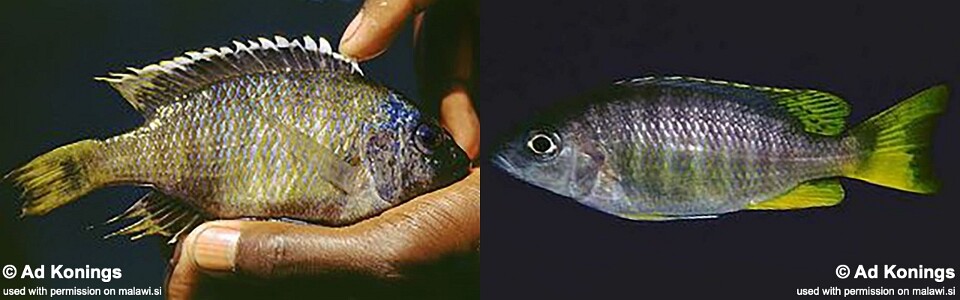 Copadichromis sp. 'taiwan yellow' Taiwanee Reef