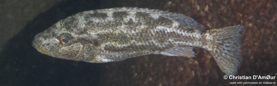 Nimbochromis polystigma 'Taiwanee Reef'