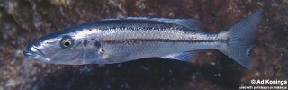 Rhamphochromis esox 'Taiwanee Reef'.jpg