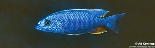 Sciaenochromis fryeri 'Taiwanee Reef'.jpg