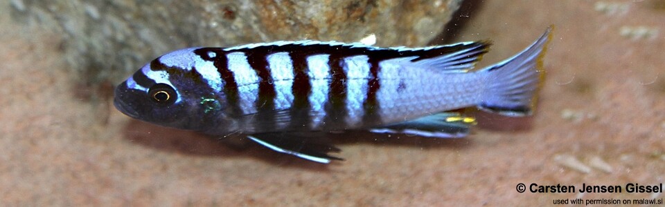 Cynotilapia zebroides 'Tchinga Reef'