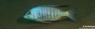 Lethrinops furcifer 'Tchinga Reef'.jpg