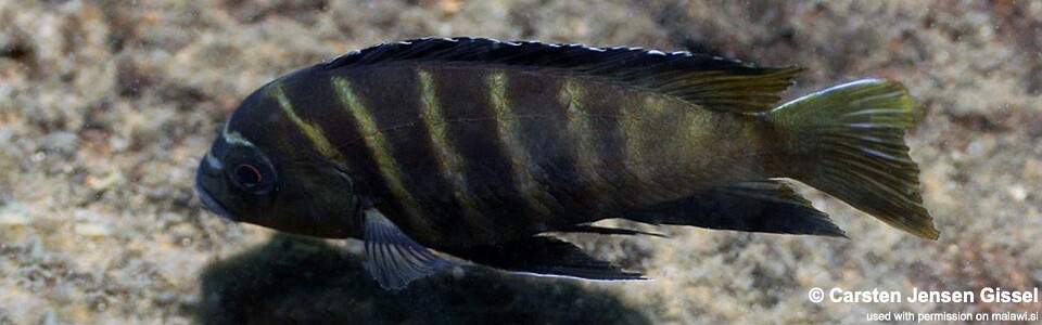 Pseudotropheus sp. 'three peaks' Three Peaks Reef