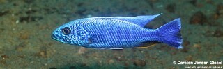 Sciaenochromis fryeri 'Three Peaks Reef'.jpg