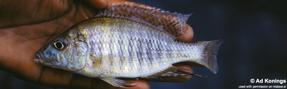 Aulonocara guentheri 'Thumbi East Island' 