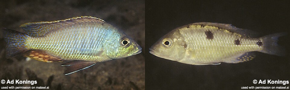 Otopharynx tetrastigma 'Thumbi East Island'