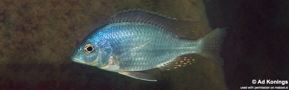 Placidochromis longimanus 'Thumbi East Island'