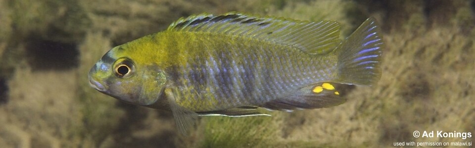 Tropheops sp. 'masimbwe' Thumbi East Island<br><font color=gray>Tropheops novemfasciatus ''Thumbi East Island'</font>