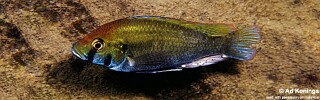 Astatotilapia calliptera 'Thumbi East Island'.jpg