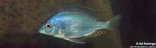 Placidochromis longimanus 'Thumbi East Island'.jpg
