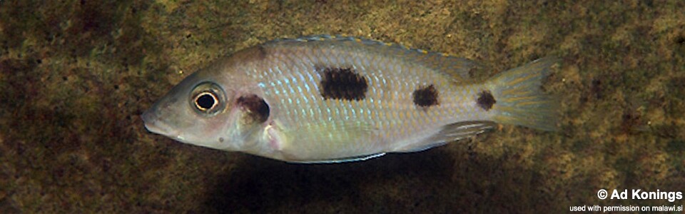 Otopharynx sp. 'heterodon longnose' Thumbi Point