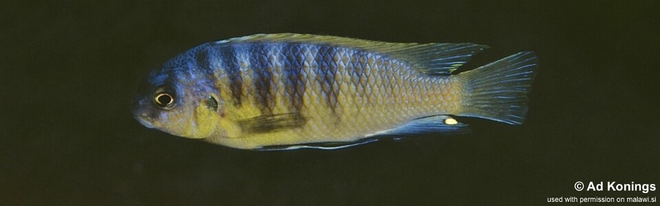 Tropheops sp. 'aurora' Thumbi Point