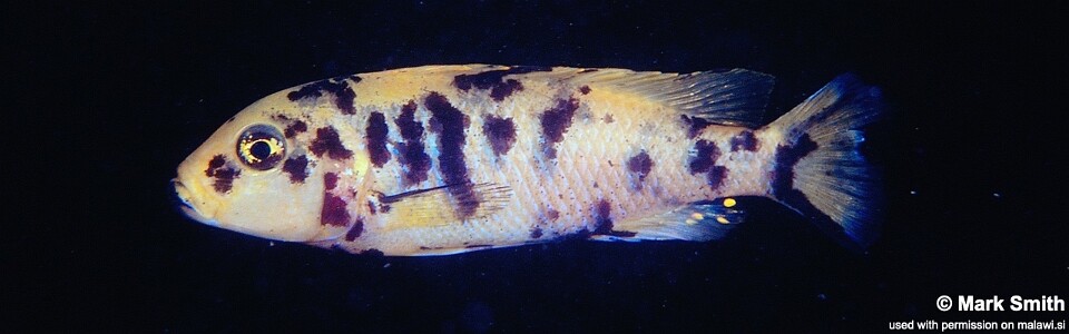 Genyochromis mento 'Thumbi West Island'