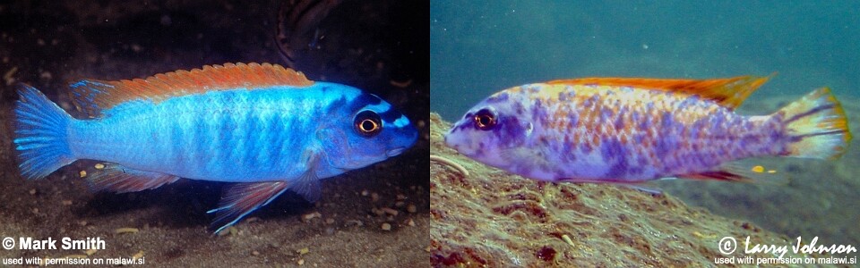 Labeotropheus trewavasae 'Thumbi West Island'