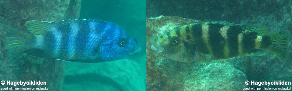 Placidochromis milomo 'Thumbi West Island'