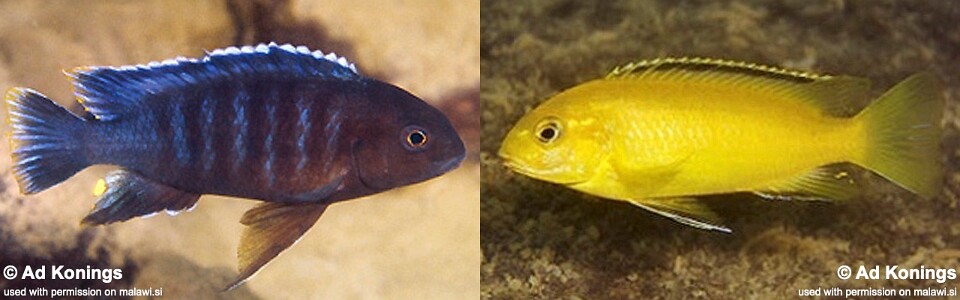 Tropheops romandi 'Thumbi West Island'