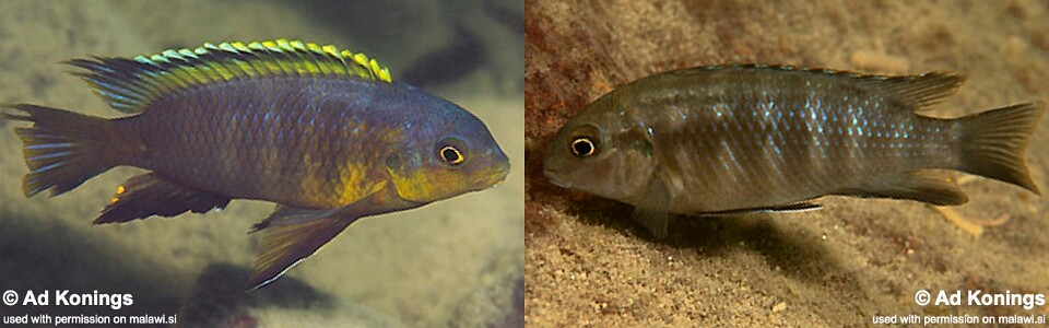 Tropheops sp. 'orange chest' Thumbi West Island<br><font color=gray>Tropheops tropheops 'Thumbi West Island'</font> 