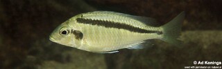 Mylochromis mollis 'Thumbi West Island'.jpg