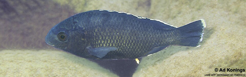 Oreochromis karongae 'Thundu'
