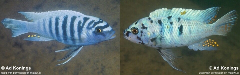 Maylandia zebra 'Tsano Rock'<br><font color=gray>Metriaclima zebra 'Tsano Rock'</font> 