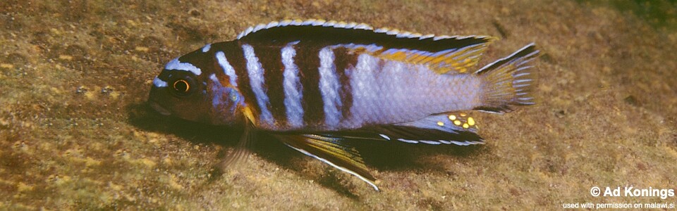 Tropheops kumwera 'Tsano Rock'