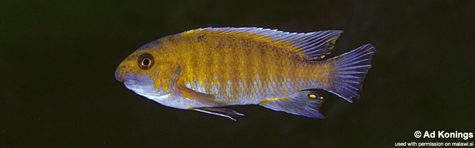 Labeotropheus trewavasae 'Tumbi Point'