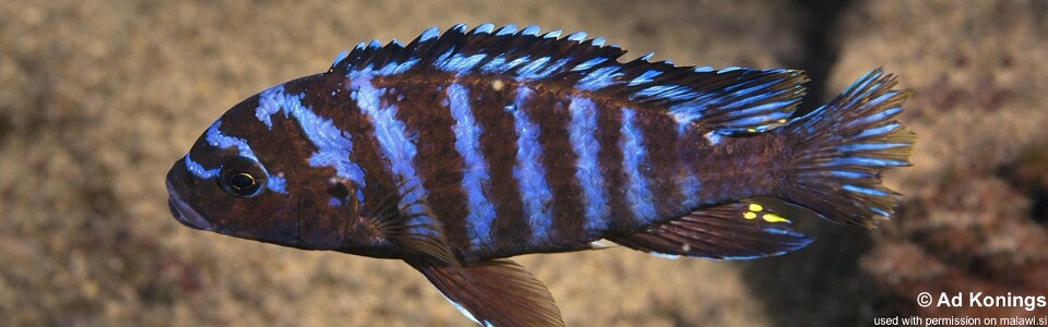 Maylandia sp. 'aggressive bars' Tumbi Point<br><font color=gray>Metriaclima sp. 'aggressive bars' Tumbi Point</font> 