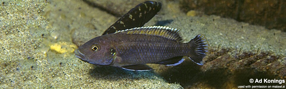 Melanochromis baliodigma 'Tumbi Point'