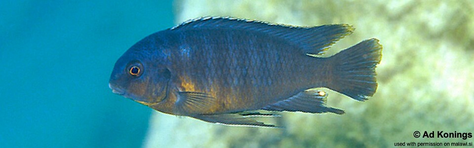 Tropheops sp. 'goldbreast' Tumbi Point