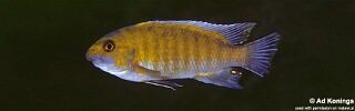 Labeotropheus trewavasae 'Tumbi Point'.jpg