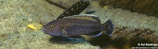Melanochromis baliodigma 'Tumbi Point'.jpg