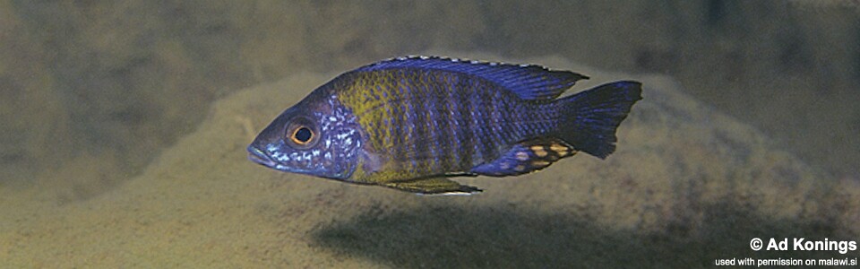 Aulonocara saulosi 'Undu Reef'