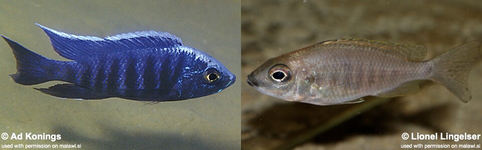 Copadichromis sp. 'kawanga no-spot' Undu Reef