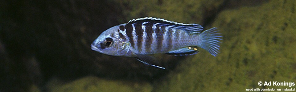 Labidochromis cf. caeruleus 'Undu Point'