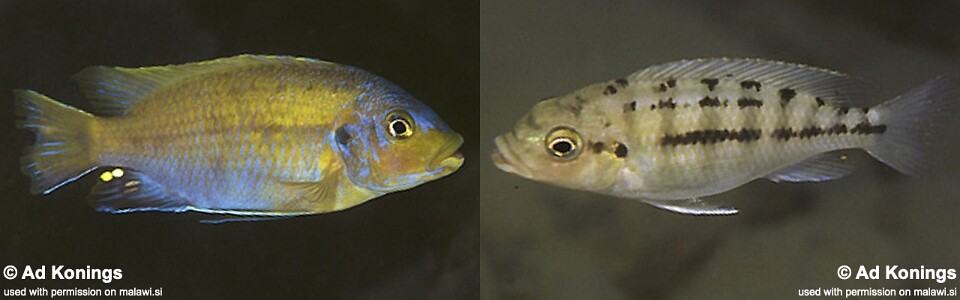 Petrotilapia flaviventris 'Undu Reef'