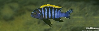 Cynotilapia zebroides 'Undu Reef'.jpg