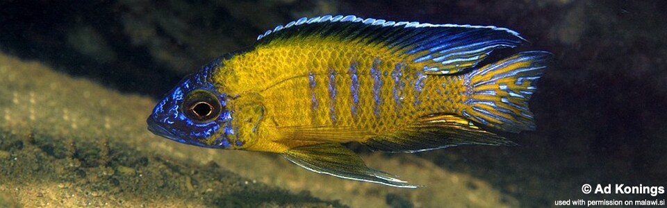 Aulonocara stuartgranti 'Usisya'