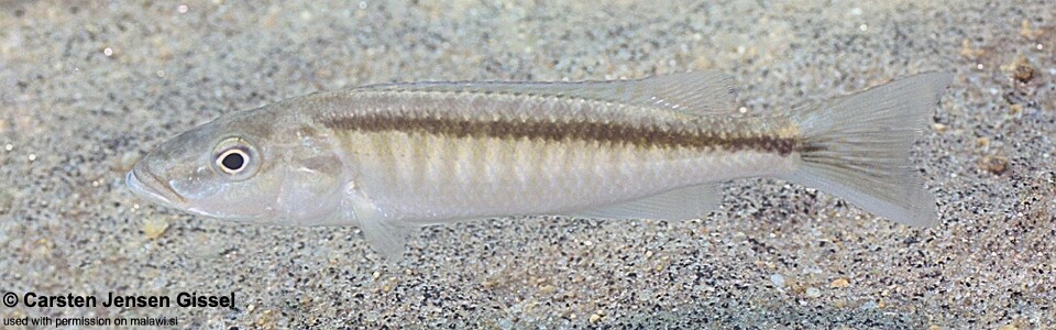 Champsochromis caeruleus 'Usisya'