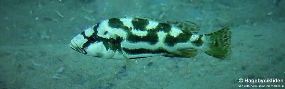 Nimbochromis livingstonii 'Usisya'